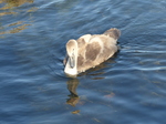 FZ006755 Swanling (Cygnus olor).jpg